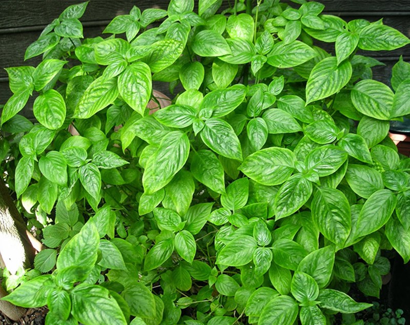 Cách làm kem xôi dừa lá cẩm mát lạnh, thơm ngon không kém mua ngoài hàng - Ảnh 1