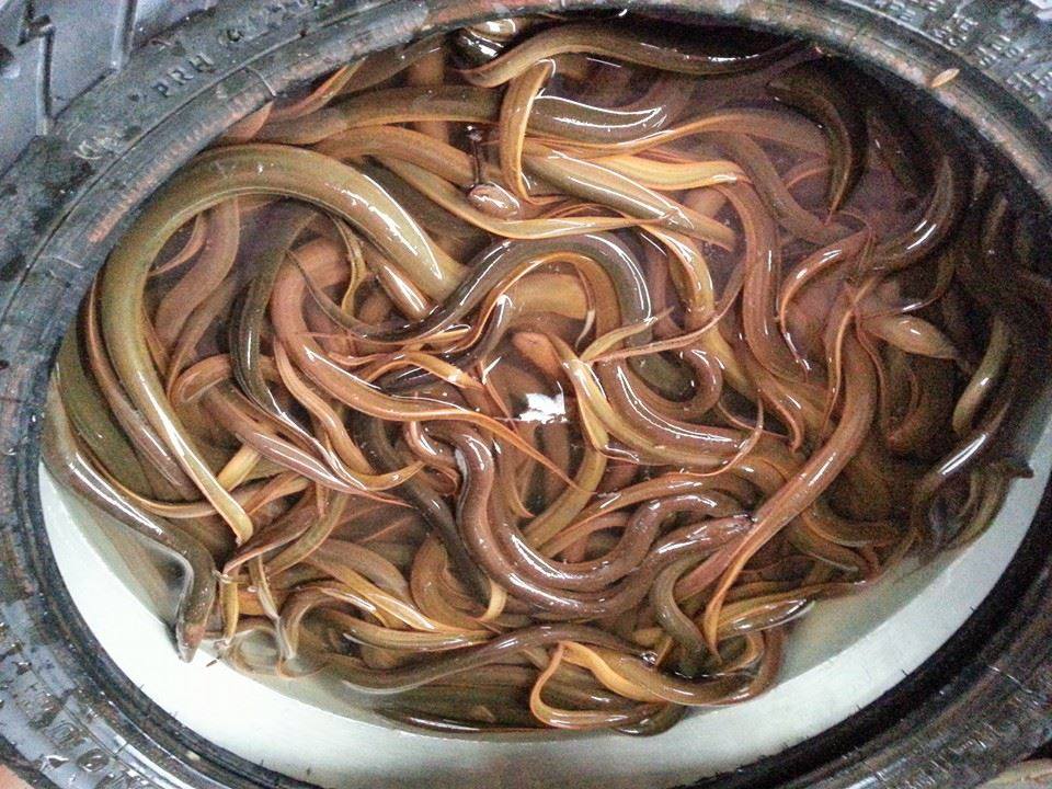 Cách làm miến lươn xào đơn giản, hương vị đậm đà mà không hề tanh - Ảnh 2