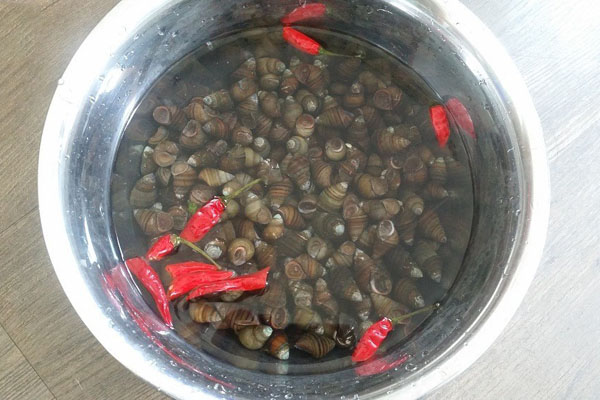 3 mẹo ngâm ốc nhả sạch bùn đất, luộc lên thơm ngon, không lo bị tanh - Ảnh 1