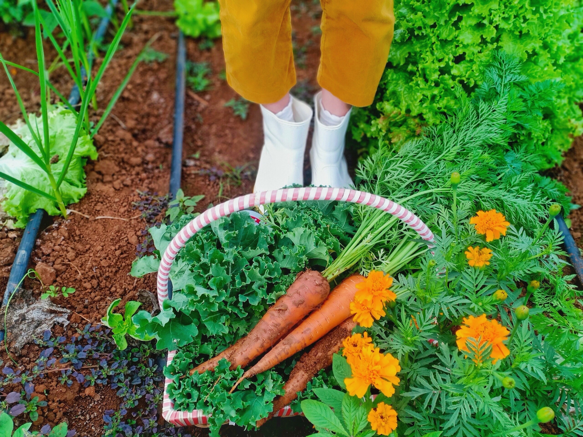 9X chi 300 triệu và hành trình biến nhà kho cũ thành ngôi nhà nông trại trong mơ  - Ảnh 5