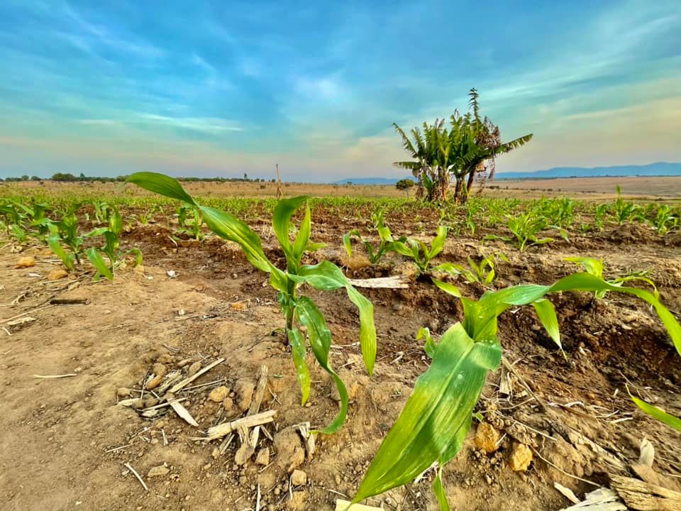 Ngô nếp Việt Nam của Quang Linh Vlogs bước đầu khả quan khi trồng ở châu Phi - Ảnh 1