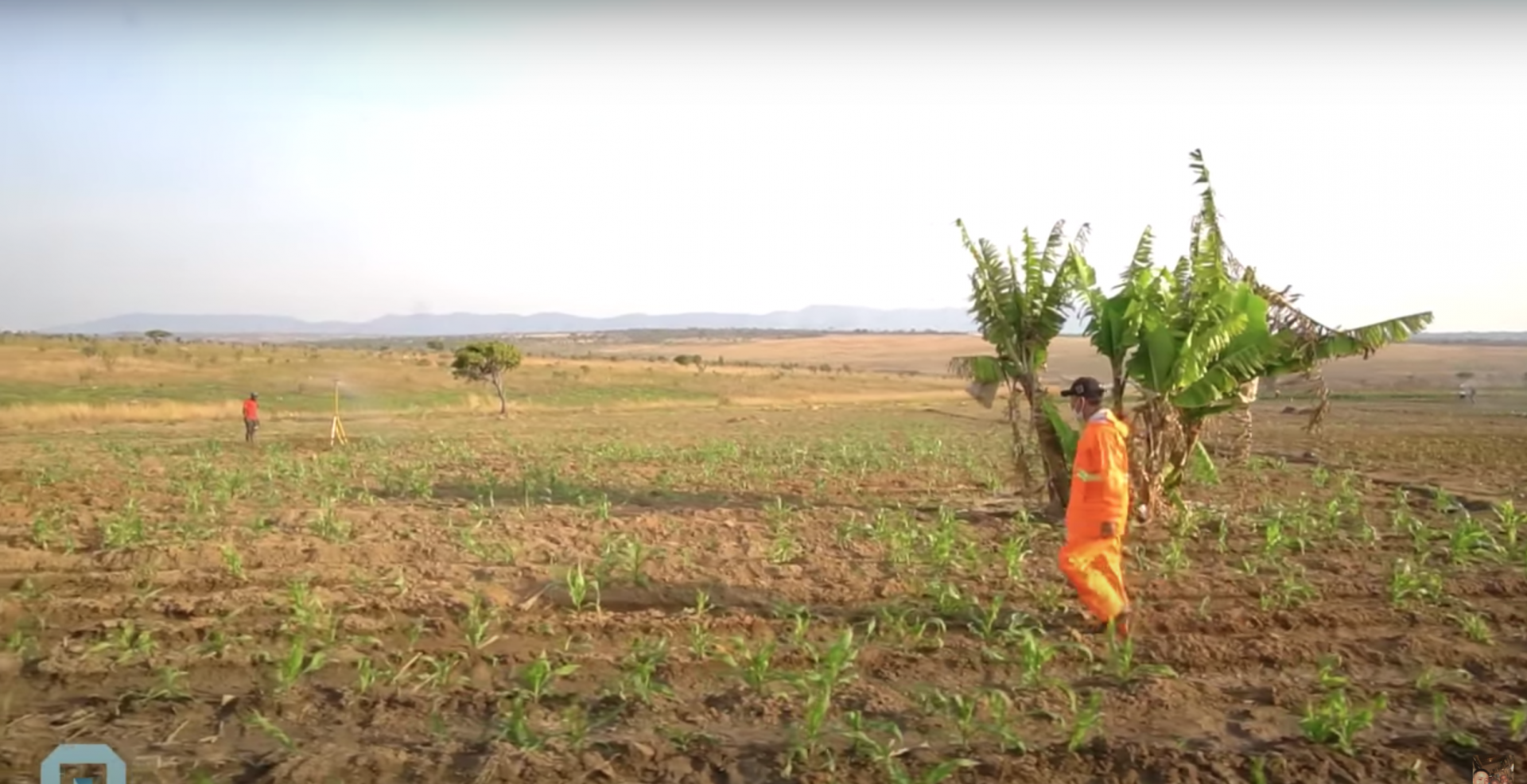 Ngô nếp Việt Nam của Quang Linh Vlogs bước đầu khả quan khi trồng ở châu Phi - Ảnh 3