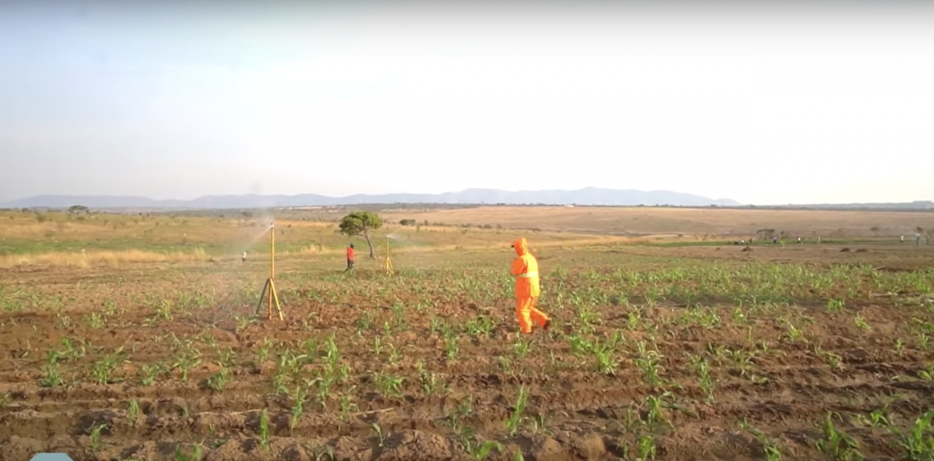 Ngô nếp Việt Nam của Quang Linh Vlogs bước đầu khả quan khi trồng ở châu Phi - Ảnh 4