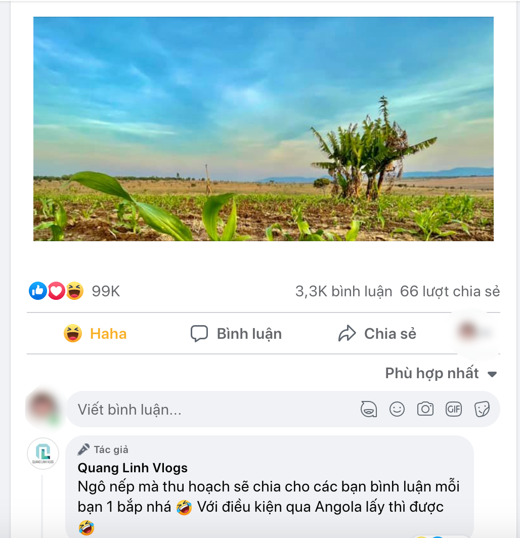 Ngô nếp Việt Nam của Quang Linh Vlogs bước đầu khả quan khi trồng ở châu Phi - Ảnh 2