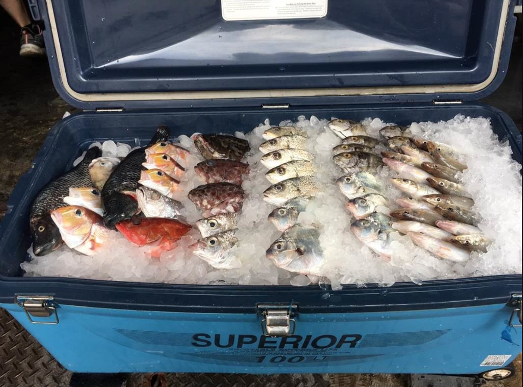 Khách quen 85 tuổi chi 14,5 tỷ đồng mua lại cửa hàng hải sản yêu thích - Ảnh 4