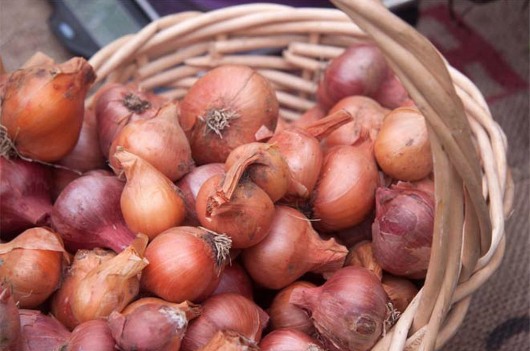 Mẹo chọn và bảo quản hành tím, mua một lần mà để được cả năm không bị hỏng - Ảnh 3