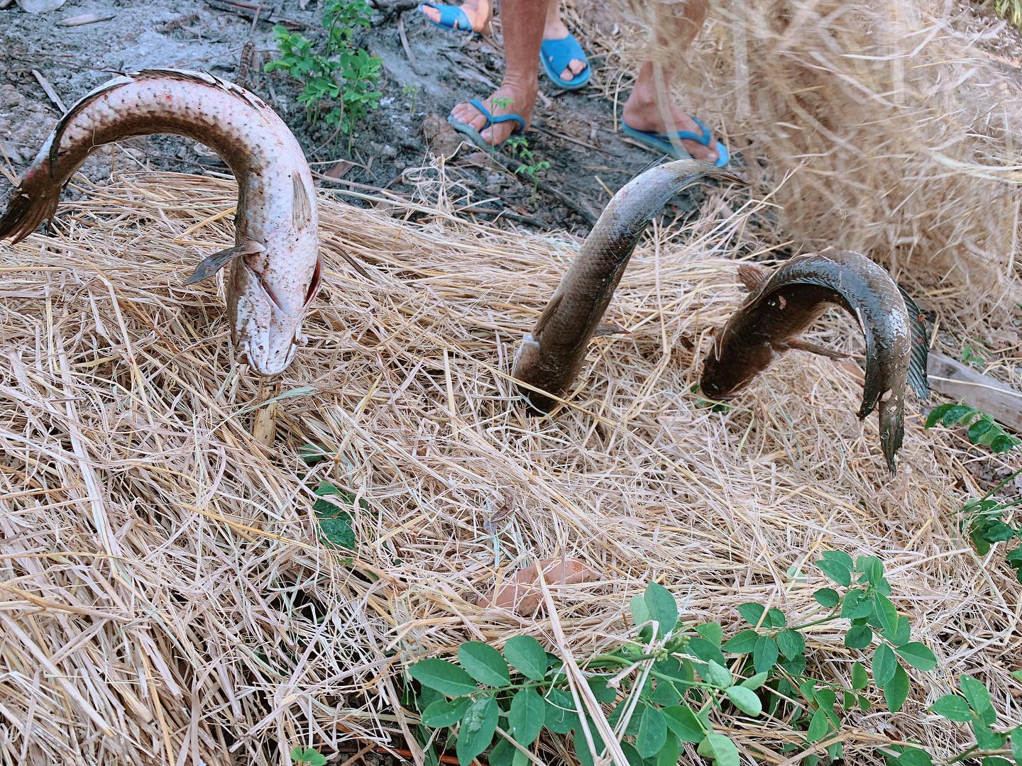 5 món đặc sản tạo nét đặc sắc cho ẩm thực Long An, số 2 là món bún Khmer nổi tiếng miền Tây - Ảnh 1