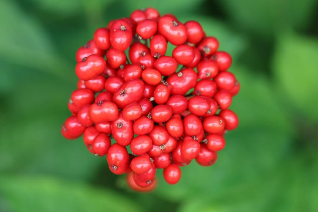 5 đặc sản dân dã mà đỉnh của chóp của Tây Tạng, số 5 xuất hiện trong các dịp trọng đại - Ảnh 1