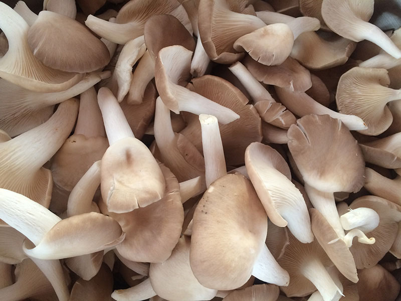 Cách làm khô nấm lá chanh, ăn ngon, làm dễ mà không lo tăng cân - Ảnh 2