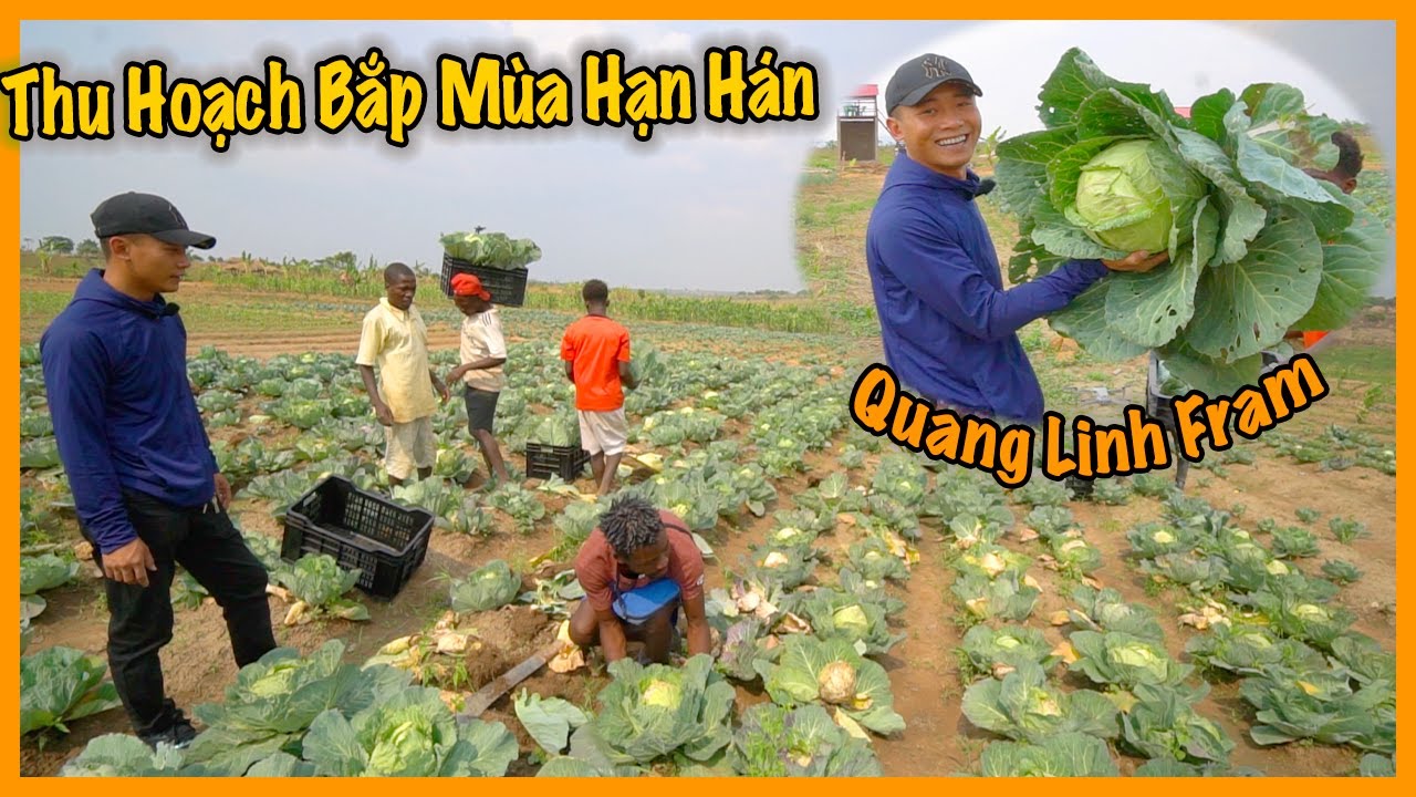 Choáng với những thành quả nông nghiệp mà Quang Linh Vlogs đạt được dù Angola đang mùa khô - Ảnh 4
