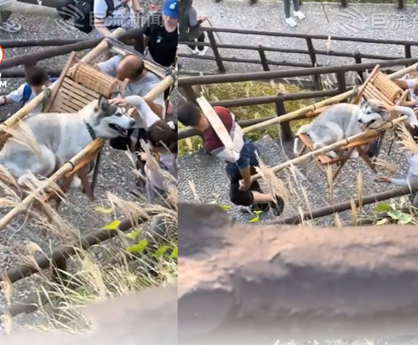 Cô gái vấp phải chỉ trích từ cư dân mạng khi thuê người khiêng chó cưng đi du lịch