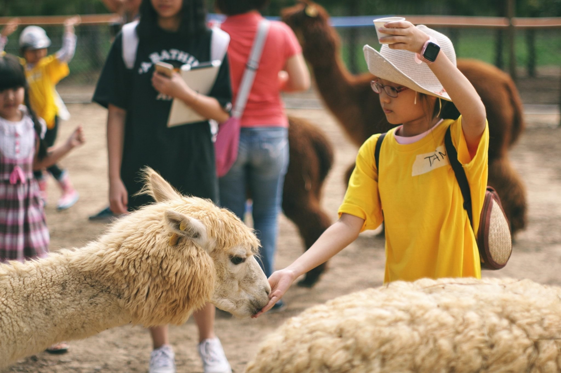 Các bé được tận tay chăm sóc những con vật đáng yêu tại vườn thú Zoodoo.
