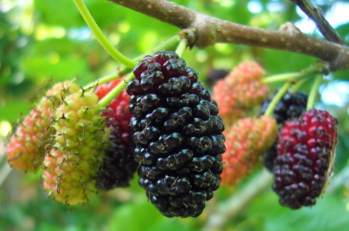 Mulberry extract (chiết xuất từ dâu tằm) dưỡng trắng da an toàn
