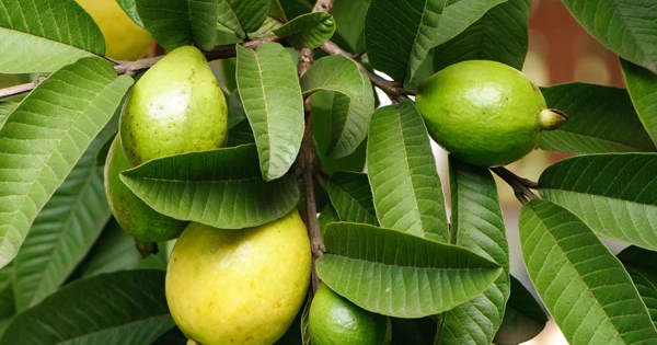 Bật mí cách giảm cân bằng lá ổi không phải ai cũng biết