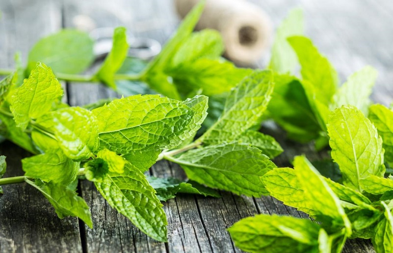 Cách thoát khỏi sẹo mụn đơn giản bằng lá bạc hà