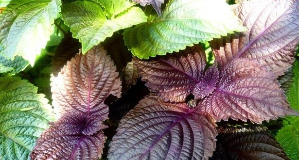 Những điều bạn cần biết khi giảm cân bằng lá tía tô