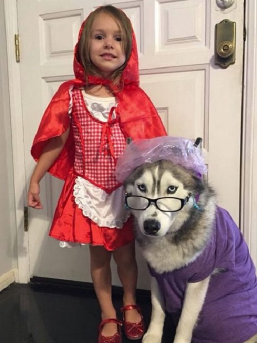 Cô bé quàng khăn đỏ và chó sói đóng giả bà ngoại