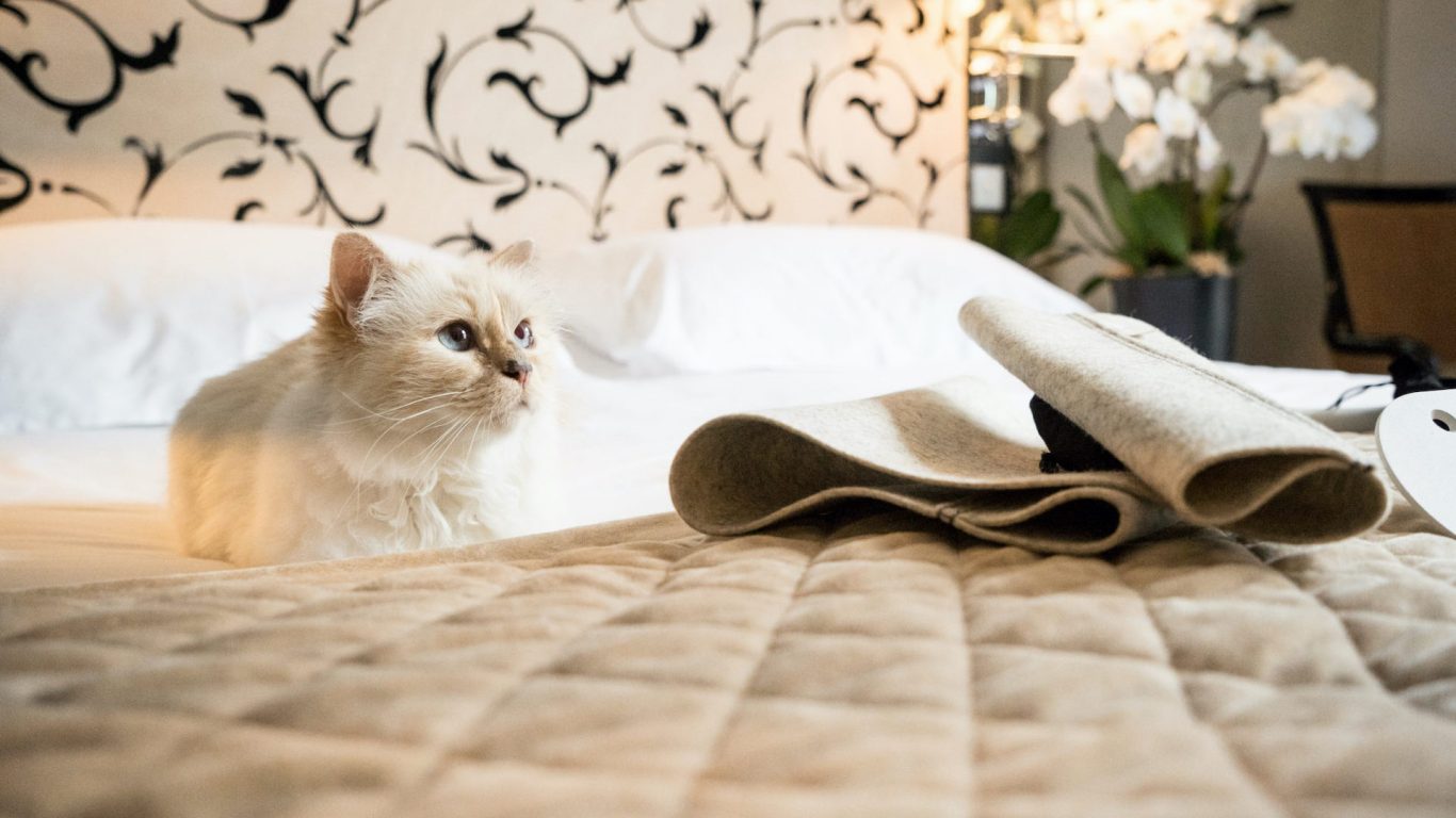 'Trùm mèo' Choupette Lagerfield - người đứng đằng sau kế hoạch rửa tiền của cố giám đốc sáng tạo Chanel