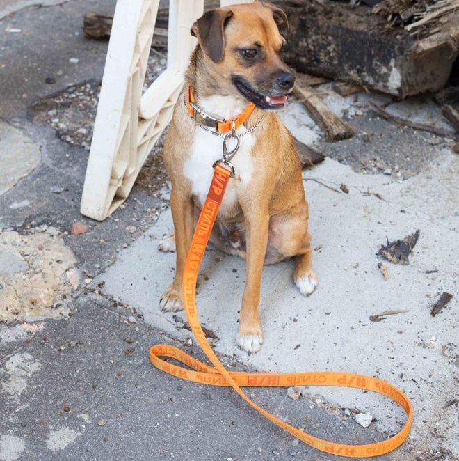 Bạn sẽ phải rút ví 335 USD nếu muốn sở hữu chiếc dây xích chó đơn giản từ thương hiệu đường phố Heron Preston