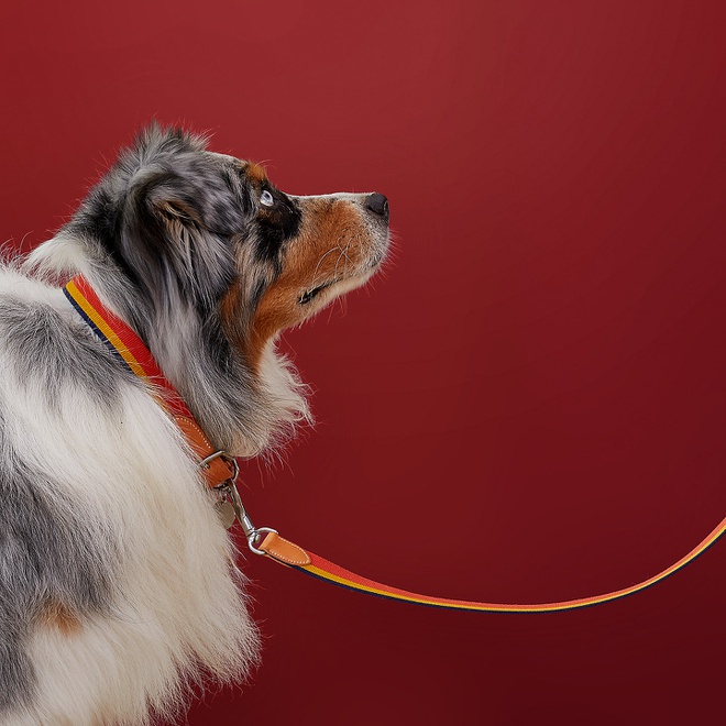 Rocabar Dog Leash ra mắt mẫu dây xích giá 770 USD. Mẫu phụ kiện được phối 3 tone màu xanh, vàng cam vô cùng tinh tế