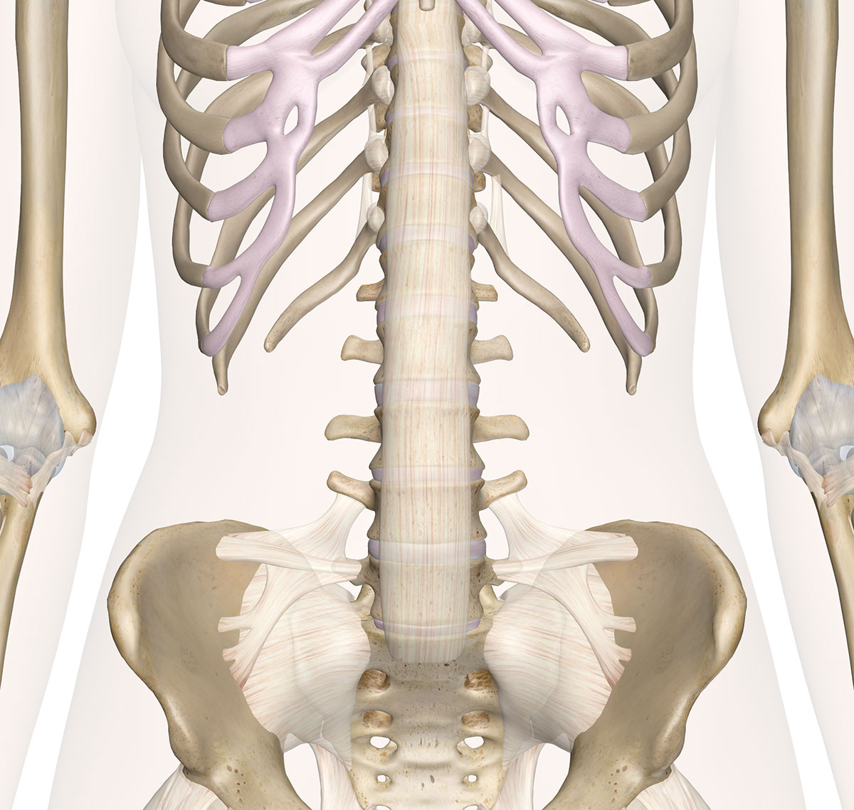 Eo là khoảng hở giữa xương sườn và xương chậu. Khoảng hở càng lớn thì eo càng bé và ngược lại