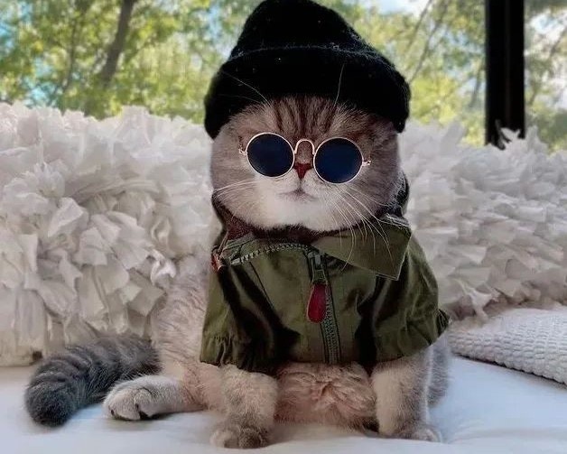 Phụ kiện kính mắt và mũ không thể thiếu trong outfit hàng ngày của chiếc mèo lắm lông này. Khá nhiều người bình luận hỏi mua phụ kiện của mèo Benson