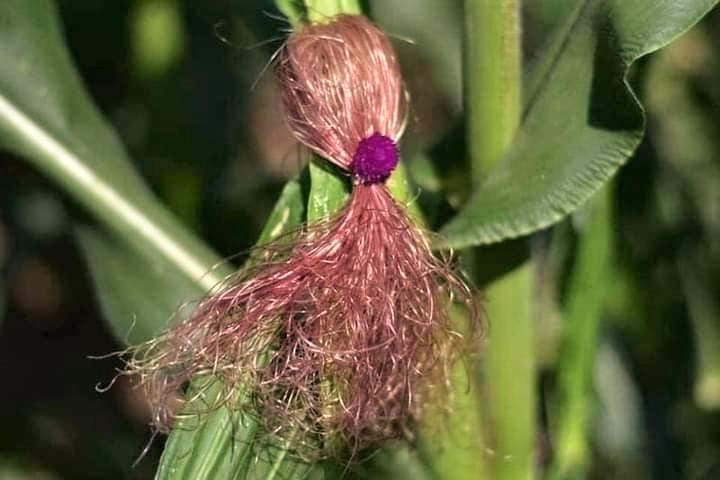 Khi bạn đam mê làm tóc nhưng ba mẹ bắt đi trồng bắp  