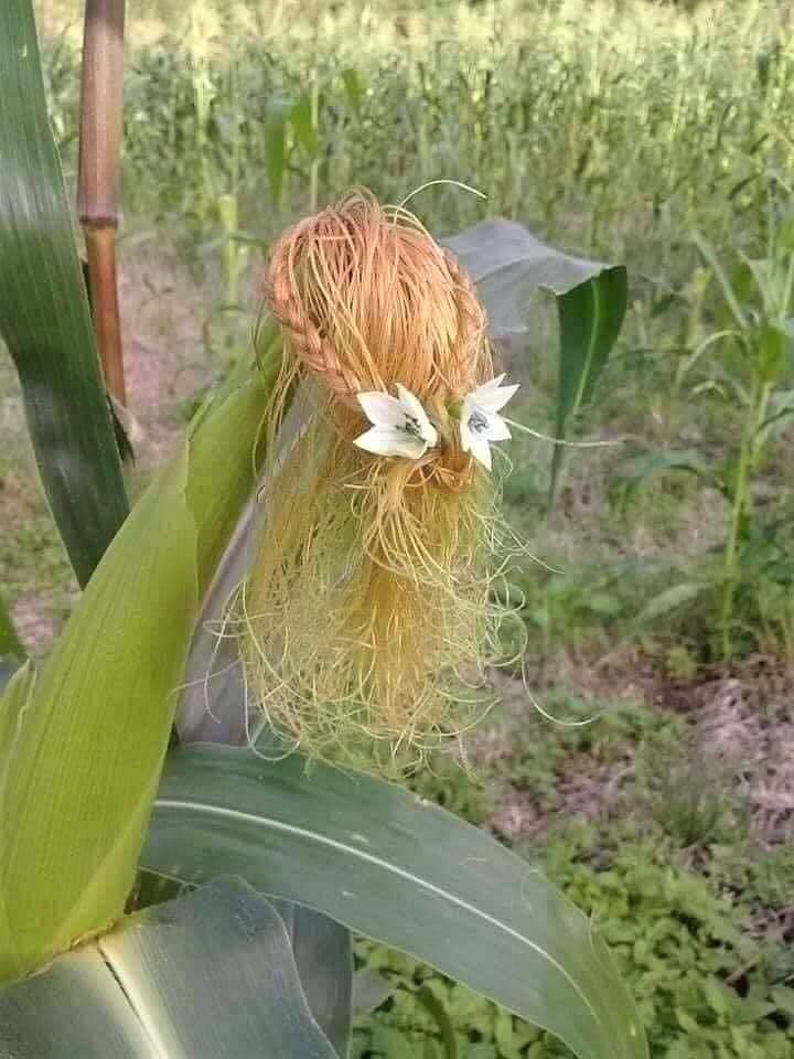 Khi bạn đam mê làm tóc nhưng ba mẹ bắt đi trồng bắp. Huỳnh Thị Cẩm Tiên là một cô nông dân trồng bắp đến từ miền Tây. Những bức ảnh cô tạo hình cho râu ngô nhận được rất nhiều lời khen từ cư dân mạng