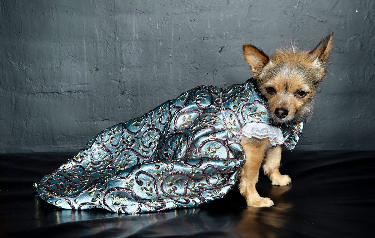 Những chú cúng cưng trở thành người mẫu trên sàn diễn New York Fashion Week