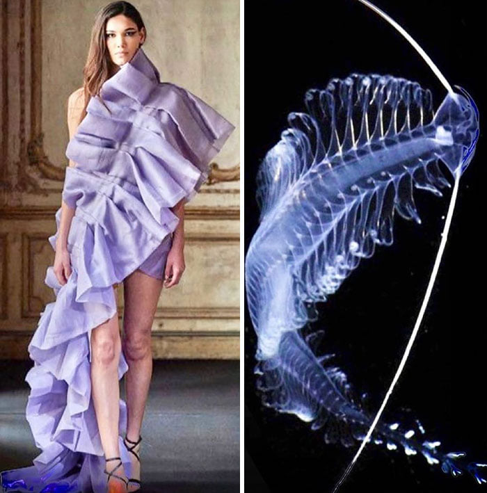 Chú sâu biển xương xẩu này cũng có thể trở thành cảm hứng để tạo nên chiếc váy dạ hội tuyệt đẹp.