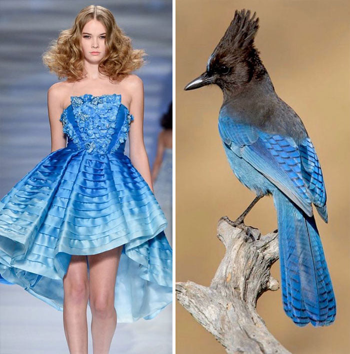 Có vẻ như các loài chim với bộ lông đẹp của chúng là nguồn cảm hứng sáng tạo bất tận của NTK thời trang.