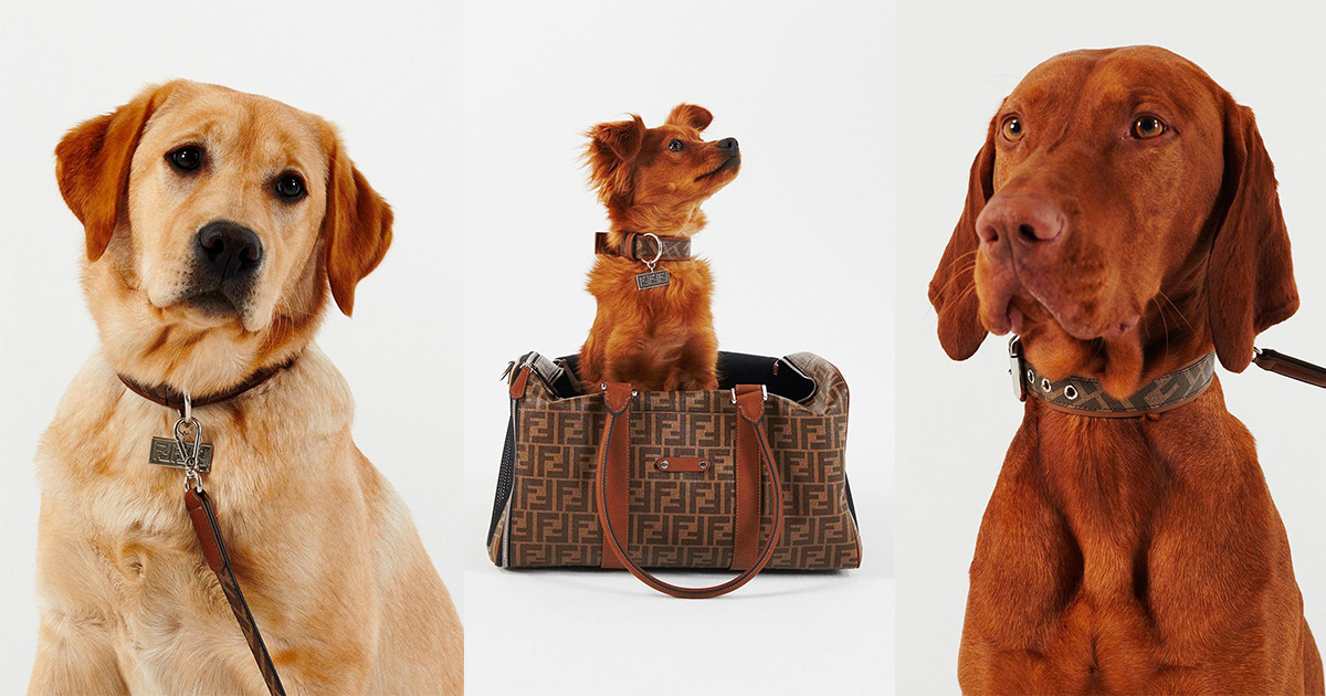 Fendi ra mắt BST thời trang dành riêng cho thú cưng 