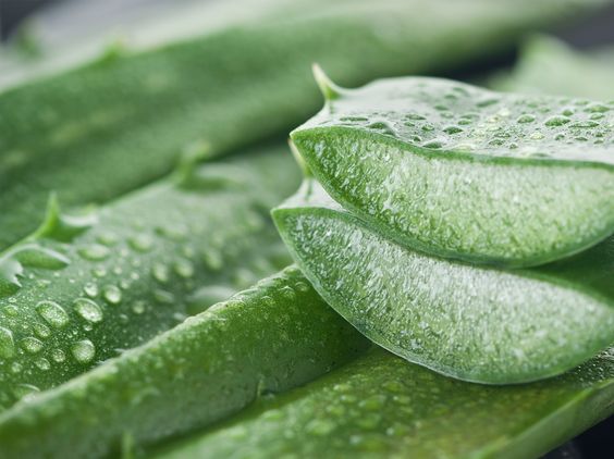 Nha đam có tác dụng gì cho da mặt mà được tin dùng từ thời cổ xưa?