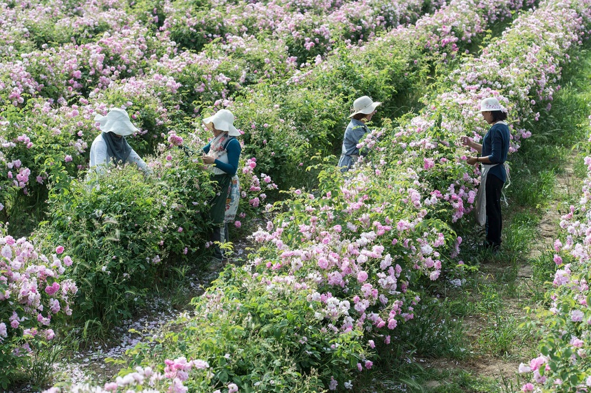 Cánh đồng hoa nhài trong mùa thu hoạch để sản xuất nước hoa Chanel No.5.