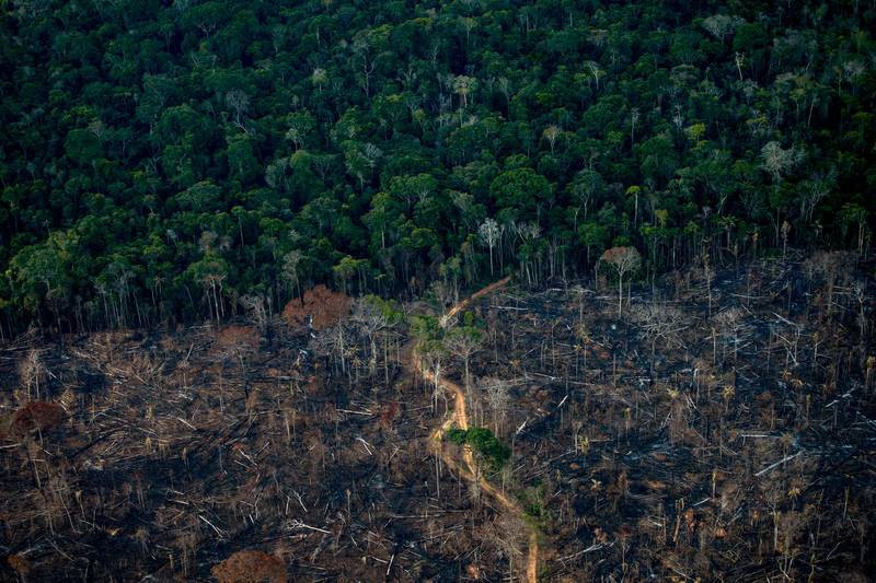 Rừng Amazon đang ngày càng trọc hơn vì vấn nạn phá đất làm rừng. Các doanh nghiệp mặc nhiên đốt rừng, chặt phăng nhiều cây củ thụ hàng trăm năm tuổi để có đất canh tác nông nghiệp. Trong khi đó, thủ tướng Brazil thậm chí còn ủng hộ điều này!