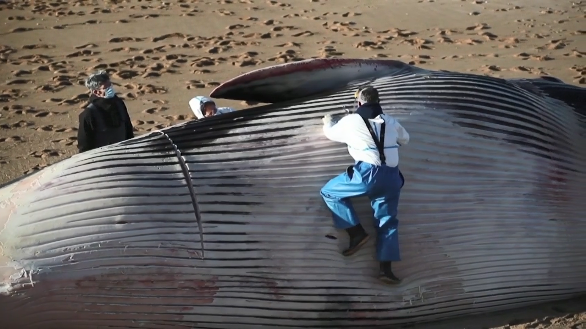 Các nhà nghiên cứu đã phải tiến hành mổ xác cá voi để lấy mẫu phân tích.