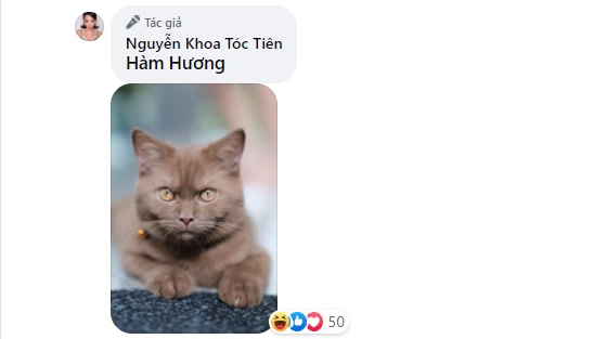 Hàm Hương chỉ dừng lại khi Tóc Tiên bình luận bằng hình ảnh chú mèo đang cau có