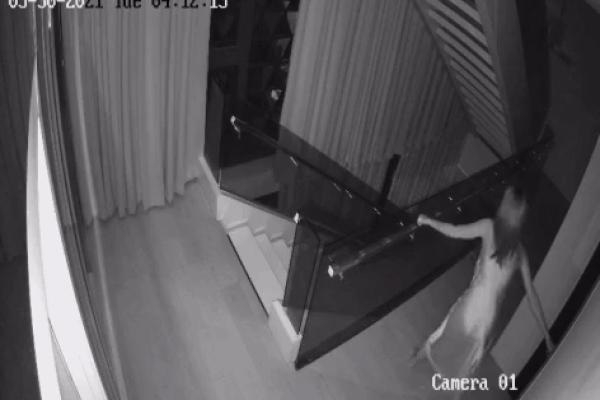 Mặc dù Ngọc Trinh cho biết tên trộm đã đi qua khu vực được camera ghi lại nhưng trong clip CCTV duy nhất đăng tải, không có bất cứ bóng dáng nào của tên trộm