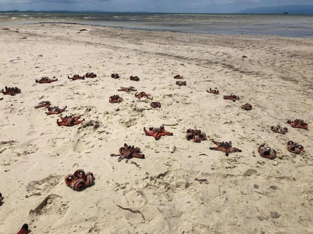 Hình ảnh sao biển chết khô được chia sẻ chóng mặt trên mạng xã hội
