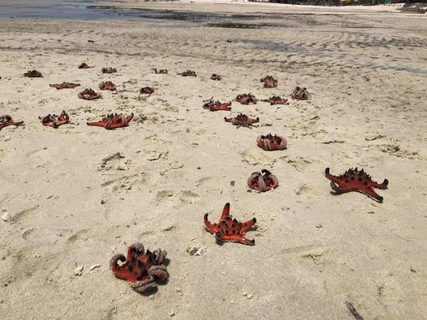 Những hình ảnh một lượng lớn sao biển đang chết khô ở Rạch Vẹm (Phú Quốc)