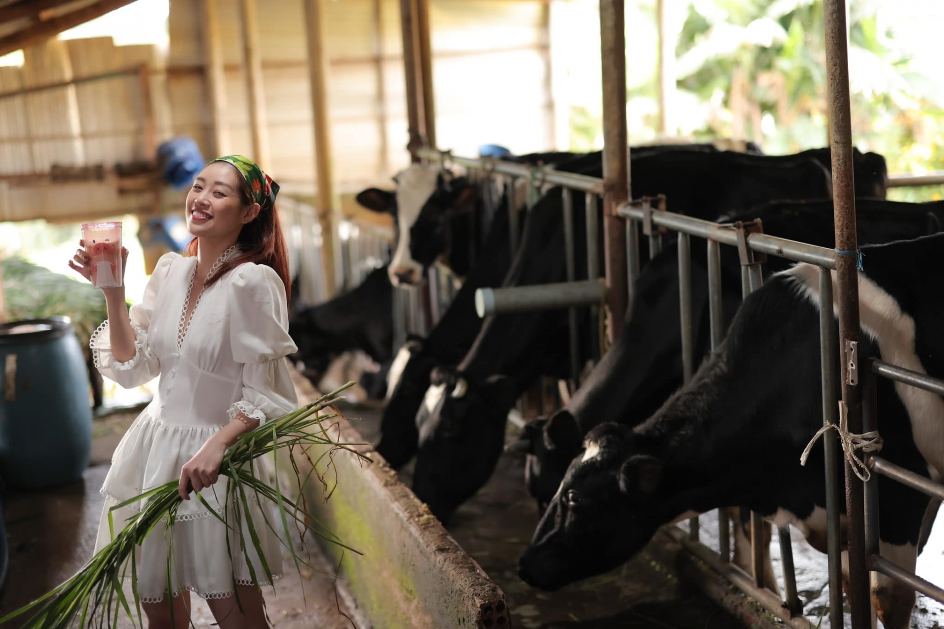 Hoa hậu Khánh Vân khám phá trang trại làm sữa tươi nguyên chất 100%. Cô diện đầm, đội khăn đáng yêu trong trang trại khiến các fan vô cùng thích thú.