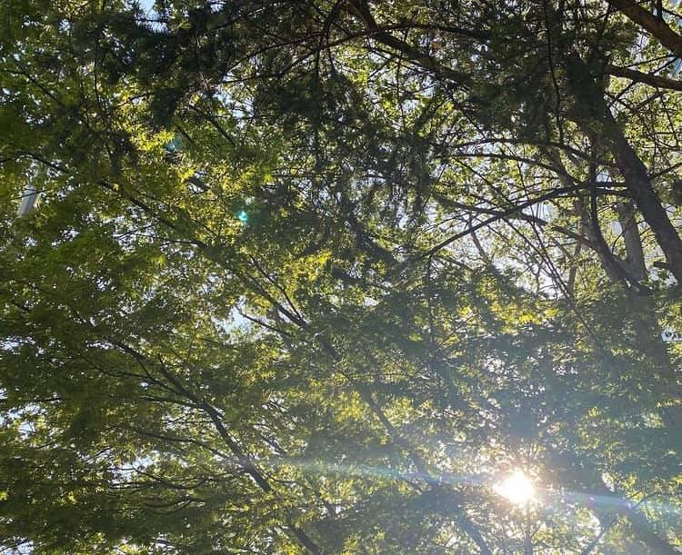 Jang Nara thông báo kết hôn ở tuổi 41 - Ảnh 5