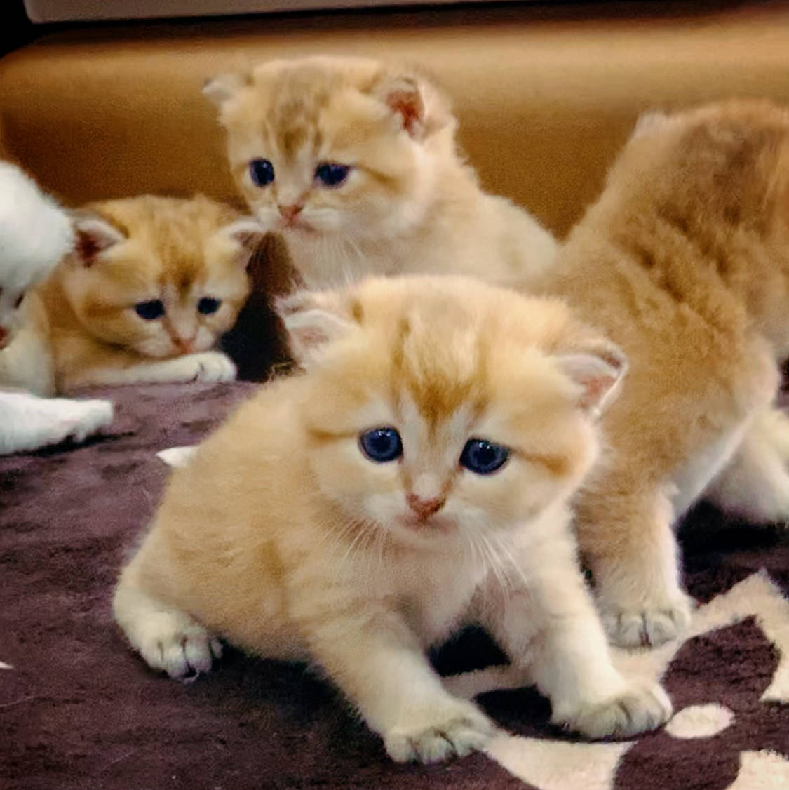 Mèo Anh lông ngắn là gì? Nguồn gốc, giá cả, cách chăm sóc mèo Anh lông ngắn - Ảnh 11