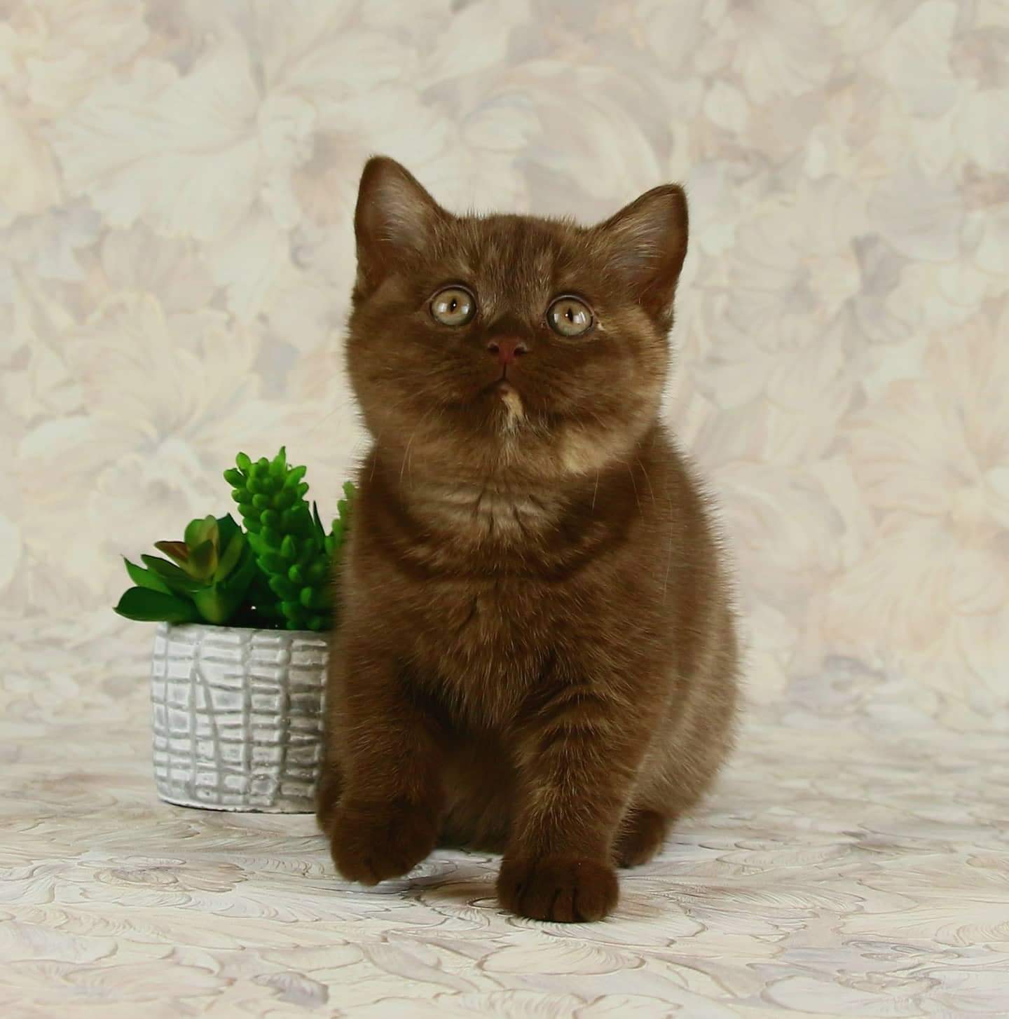 Mèo Anh lông ngắn là gì? Nguồn gốc, giá cả, cách chăm sóc mèo Anh lông ngắn - Ảnh 12