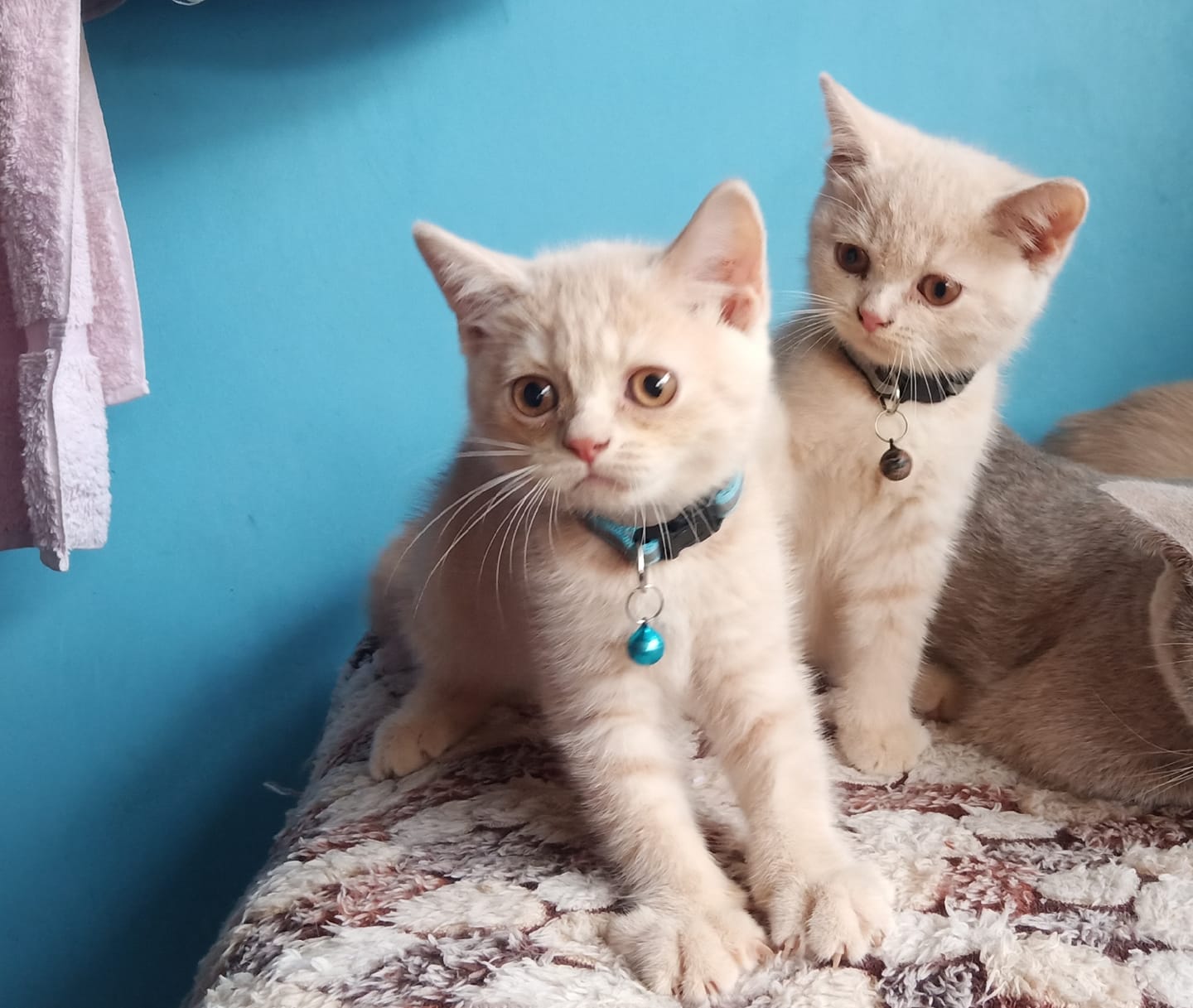 Mèo Anh lông ngắn là gì? Nguồn gốc, giá cả, cách chăm sóc mèo Anh lông ngắn - Ảnh 13