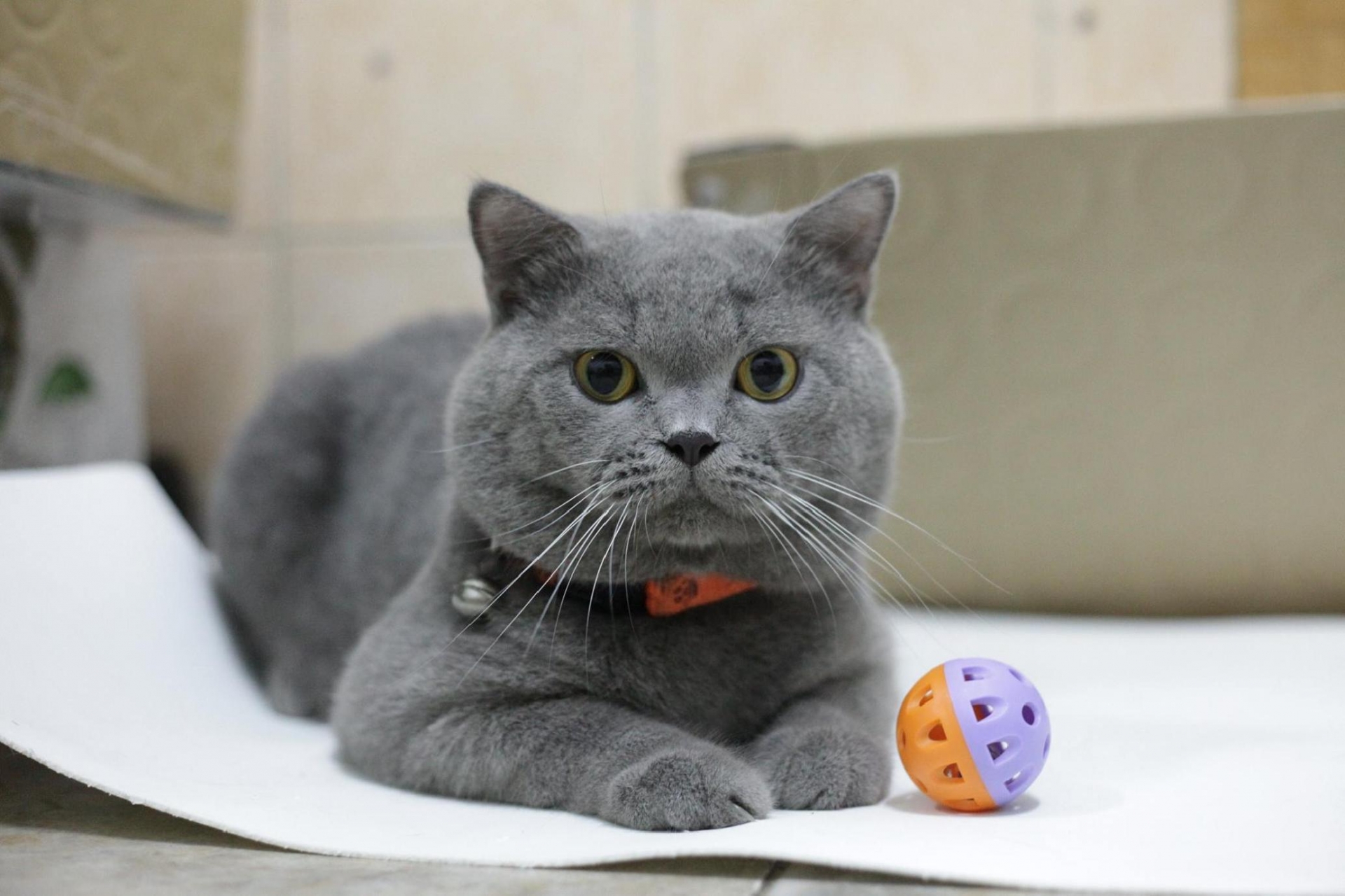 Mèo Anh lông ngắn là gì? Nguồn gốc, giá cả, cách chăm sóc mèo Anh lông ngắn - Ảnh 15