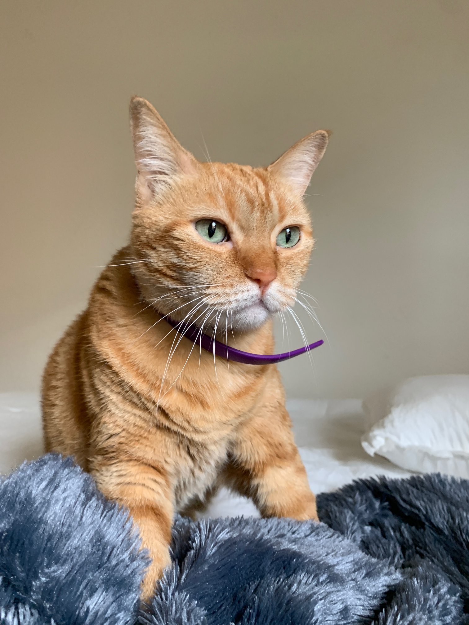 Mèo Anh lông ngắn là gì? Nguồn gốc, giá cả, cách chăm sóc mèo Anh lông ngắn - Ảnh 19