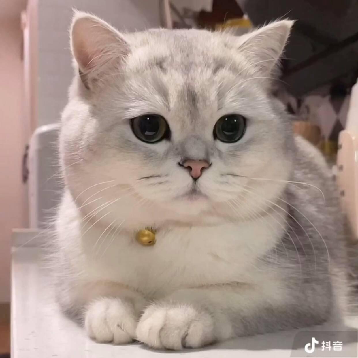 Mèo Anh lông ngắn là gì? Nguồn gốc, giá cả, cách chăm sóc mèo Anh lông ngắn - Ảnh 2