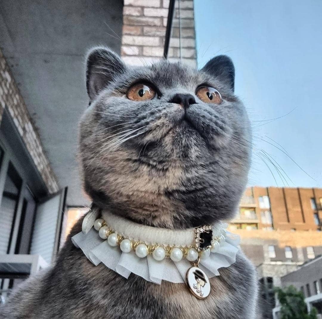 Mèo Anh lông ngắn là gì? Nguồn gốc, giá cả, cách chăm sóc mèo Anh lông ngắn - Ảnh 20