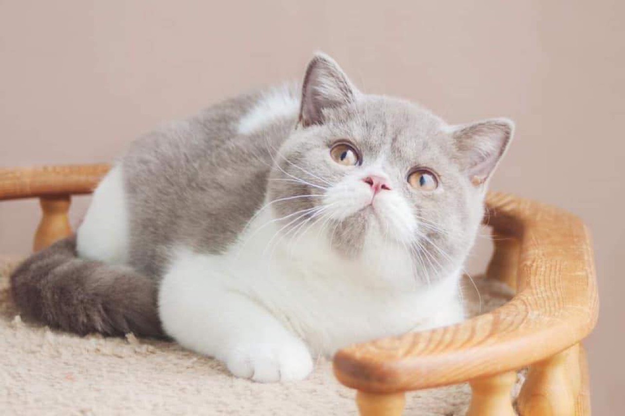 Mèo Anh lông ngắn là gì? Nguồn gốc, giá cả, cách chăm sóc mèo Anh lông ngắn - Ảnh 23